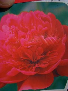   芍薬（シャクヤク）
\“リチャードカーバル”