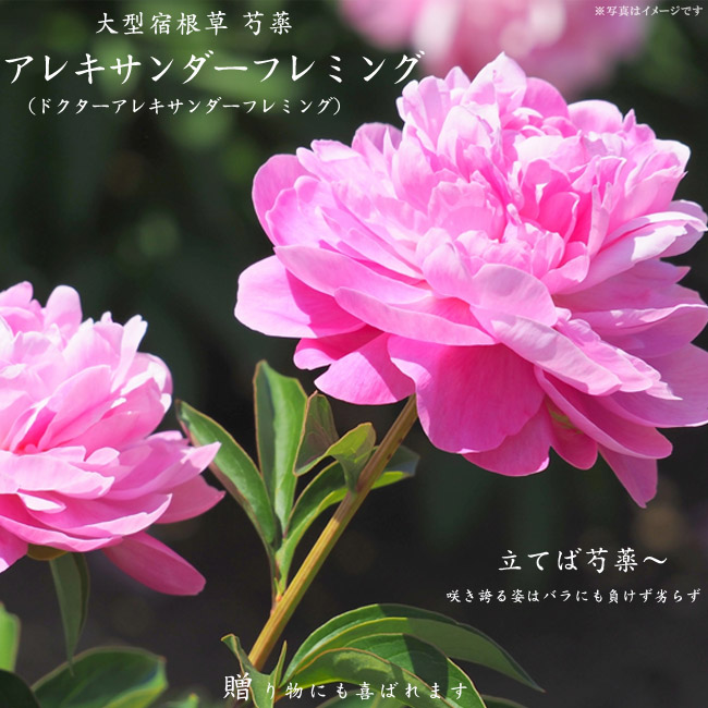 芍薬 ドクターアレキサンダーフレミング