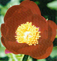 スカーレットオハラ