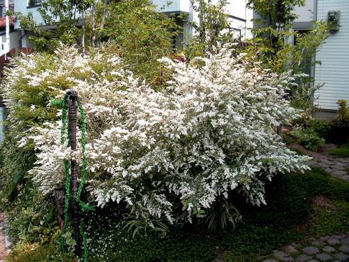 プリペットの花