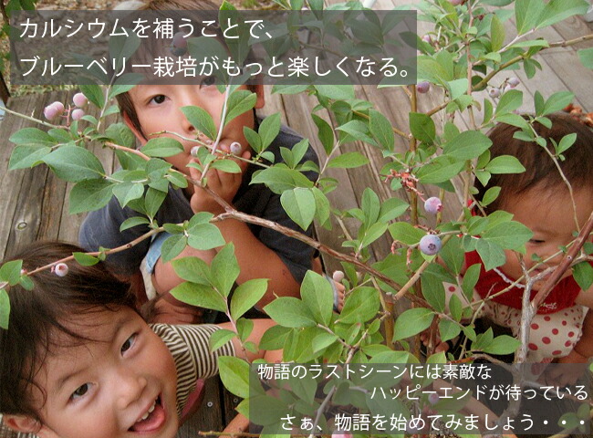   カルシウムを補うことで、ブルーベリー栽培がもっと楽しくなる