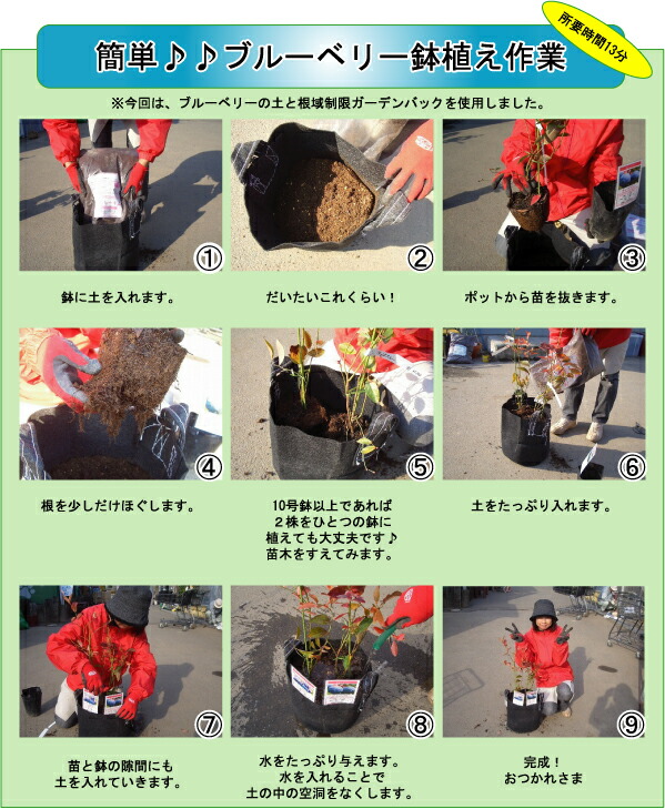 ブルーベリーの植え方