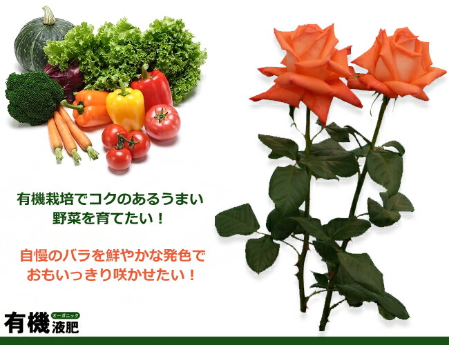 有機栽培で野菜を育てる。