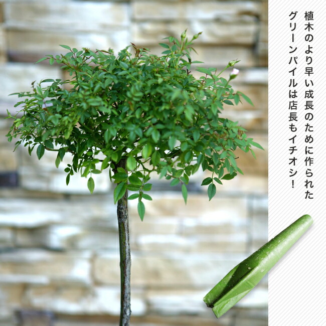 グリーンパイル