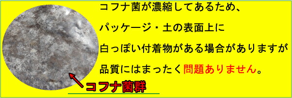 コフナ菌の注意
