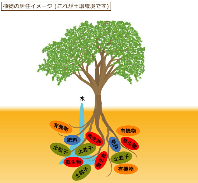 微生物が土中の栄養分を分解し、植物が吸収しやすくしています。