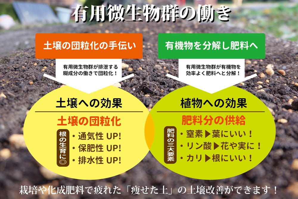 有用微生物群の働き。