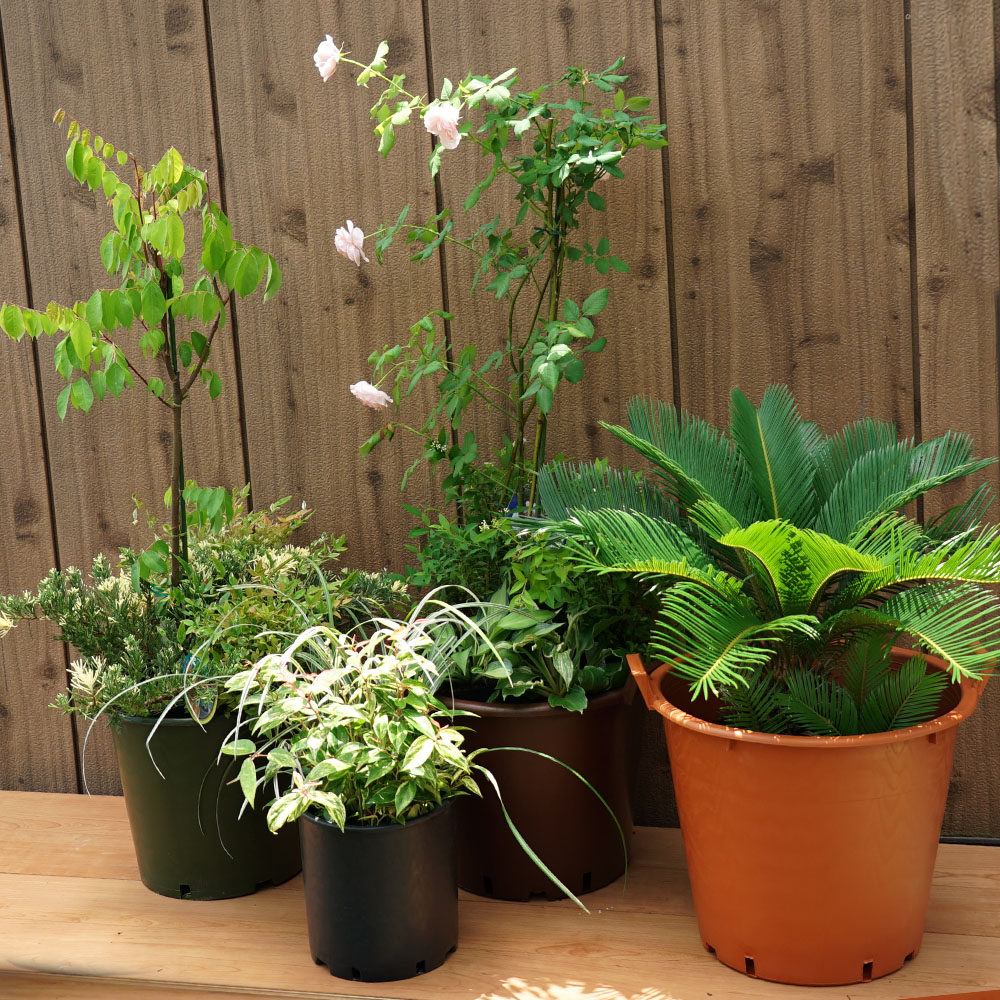 ナーセリーポット 苗 苗木部 By 花ひろばオンライン