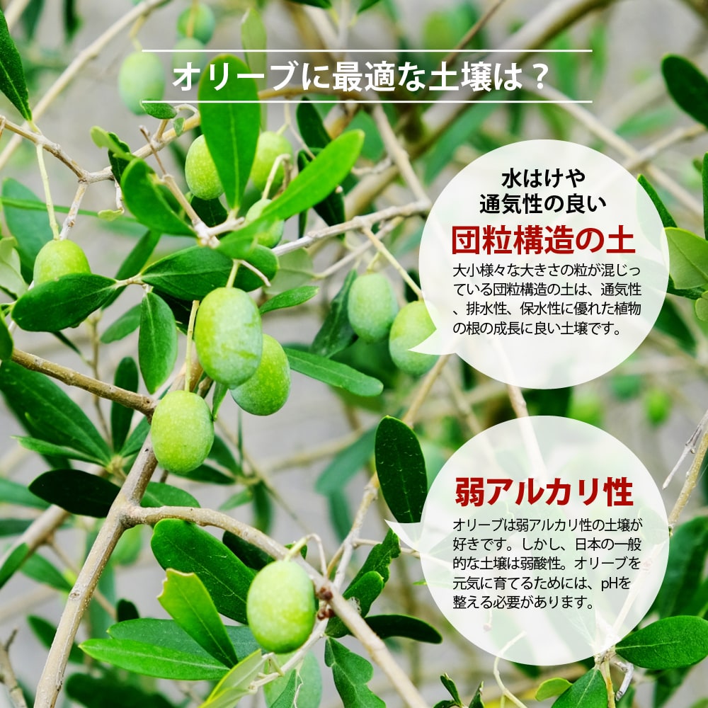 オリーブの土 （肥料入り） （14L）