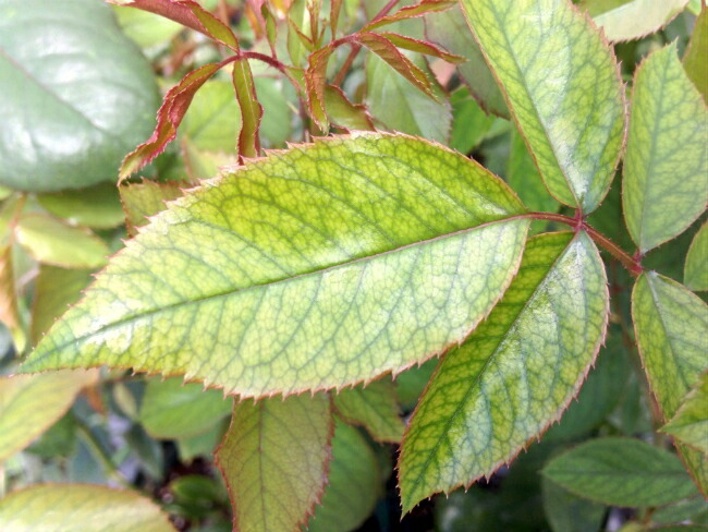 バラの葉脈が浮き出てくる症状。マグネシウム欠乏症。