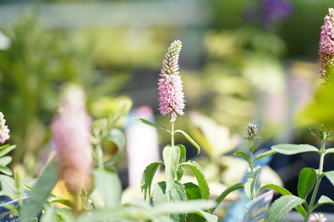 ベロニカ ハミングバードピンク 1