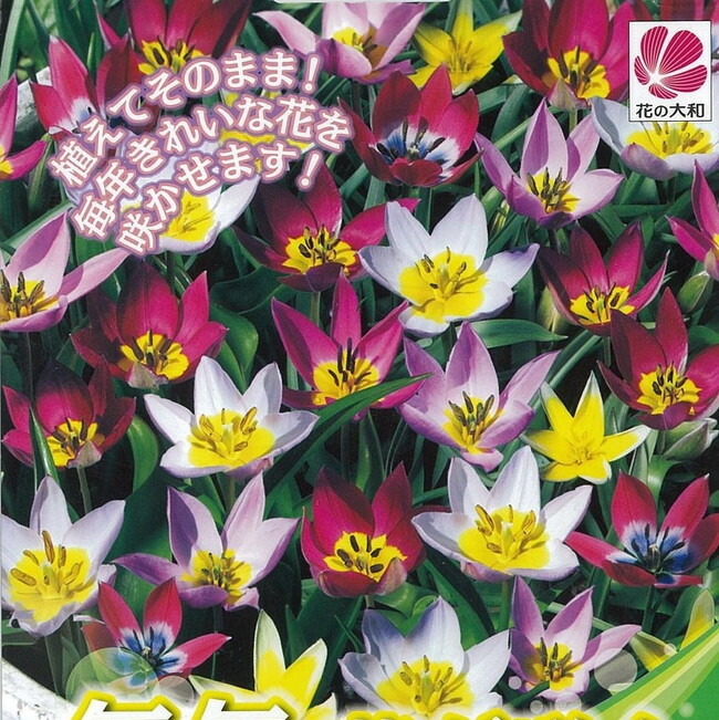 チューリップ 毎年花が咲くチューリップ 苗 販売 苗木部 By 花ひろば