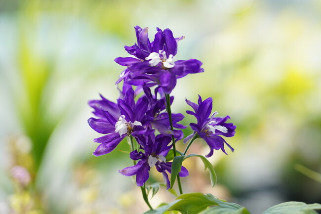 デルフィニューム \“ダークブルー”