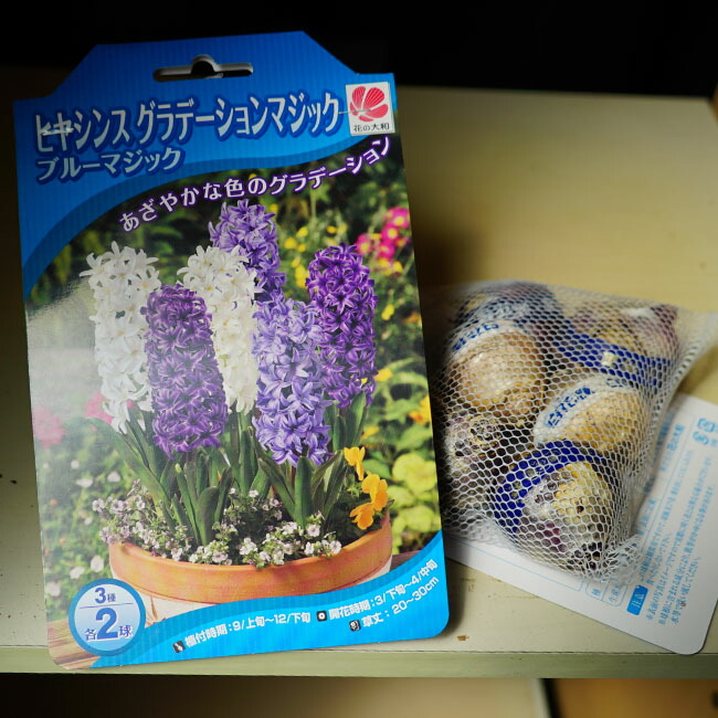 ヒヤシンス グラデーション ブルーマジックの球根