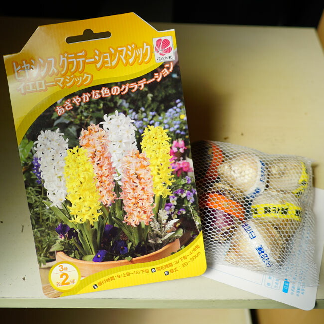 ヒヤシンス グラデーション イエローマジック 1