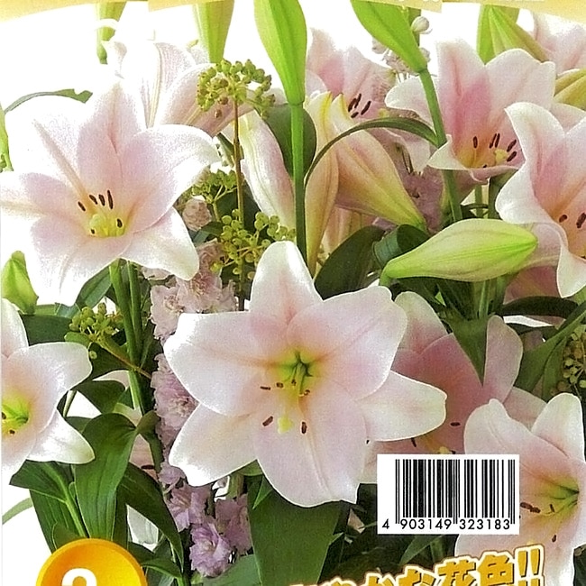   【カリ】 巨大輪 鉄砲百合