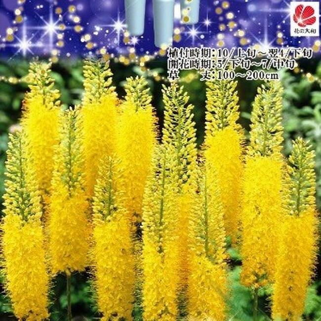 ユリ キャンドルリリー (エレムルス) 黄色 