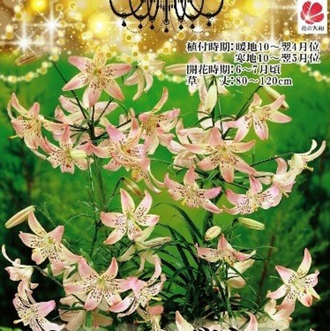 シャンデリアリリー 【コサージュ】