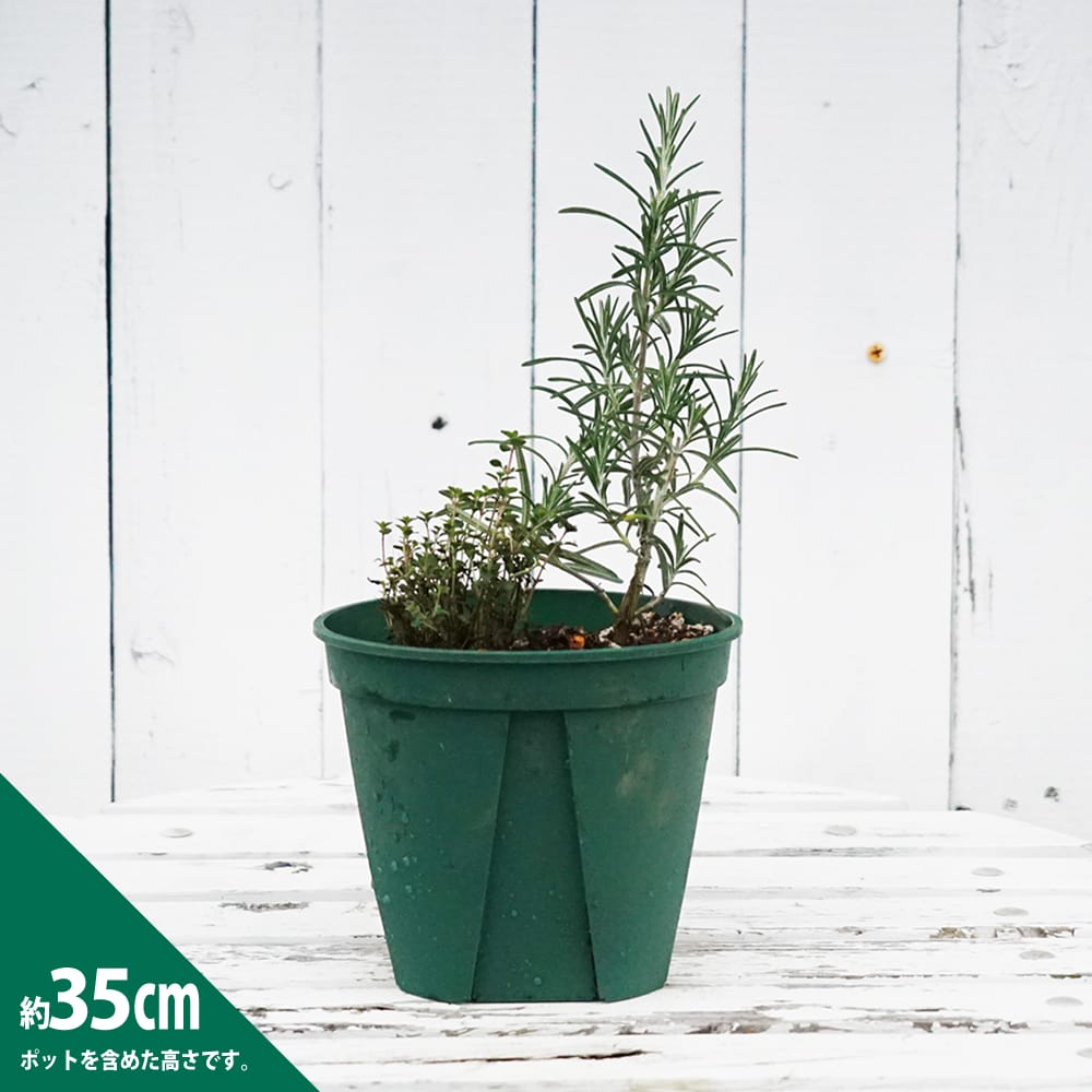 お手軽！キッチンハーブ。ローズマリーとタイムの寄せ植えセット
