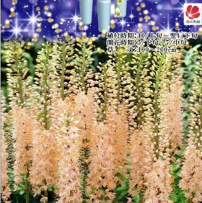   【キャンドルリリー （エレムルス）】 ピンク色 