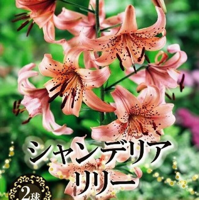 シャンデリアリリー ピンクジャイアント