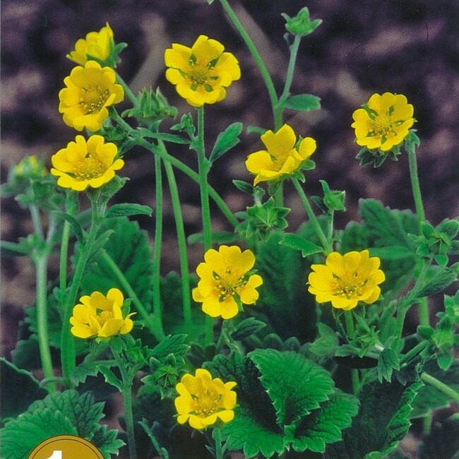 ポテンティラ ゴールデンスターリット