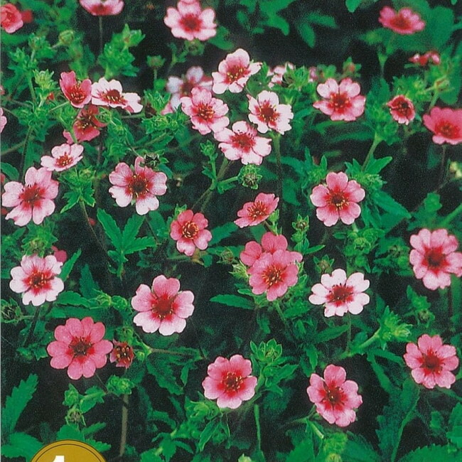 ポテンティラ 【ショグラン】