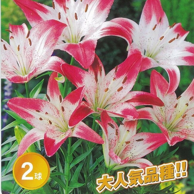 【ロリポップ】 すかしゆり 