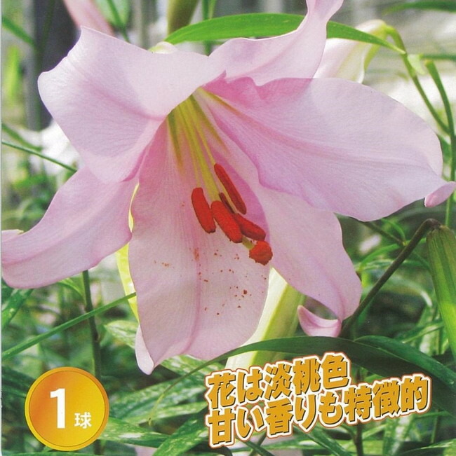 【笹百合】 ユリ 