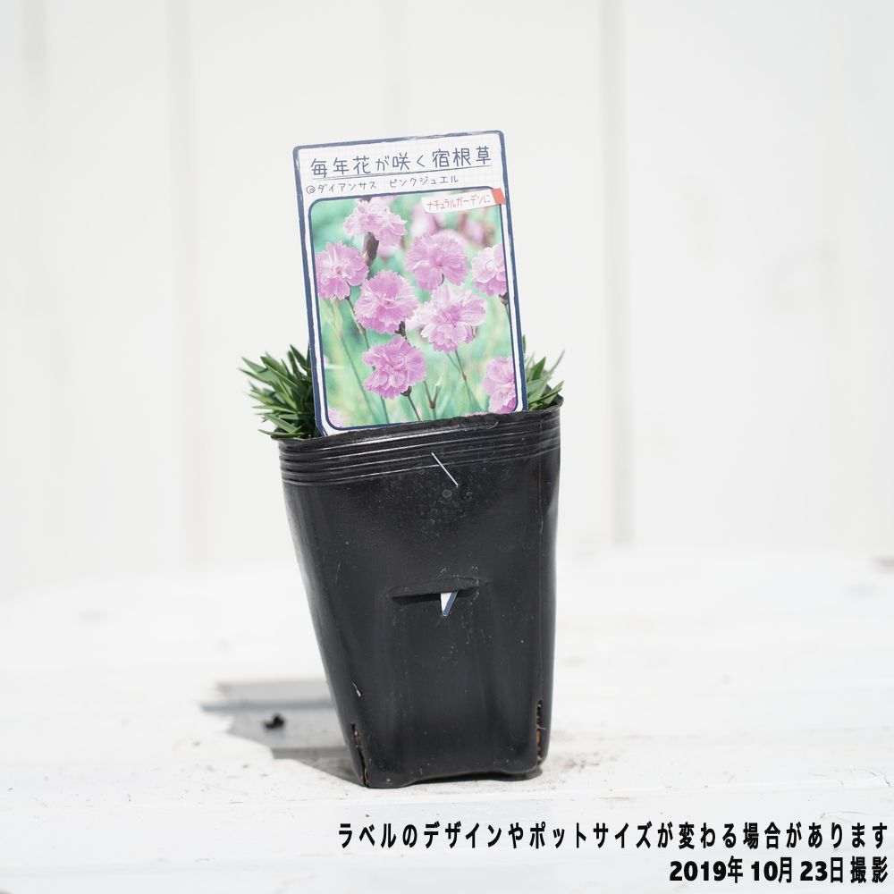 ダイアンサス （なでしこ） ピンクジュエル 苗 販売 苗木部 By 花