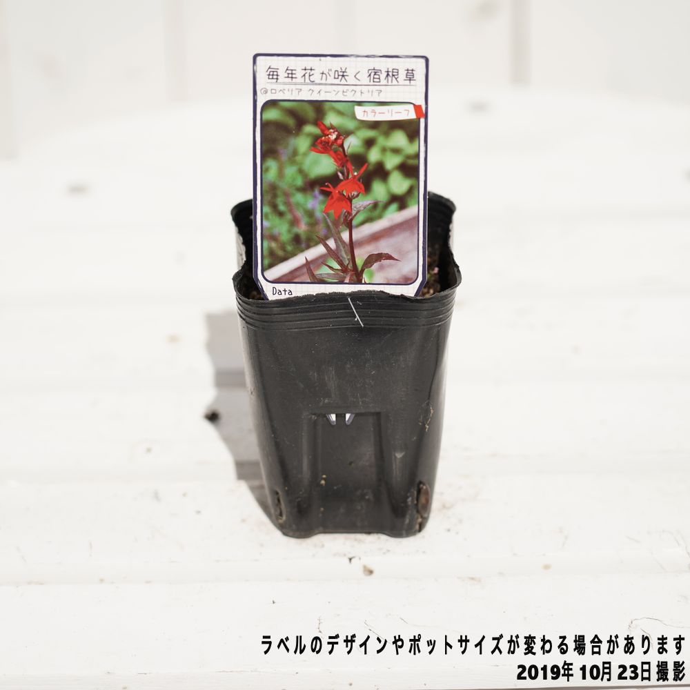 宿根ロベリア クイーンビクトリア 苗 販売 苗木部 By 花ひろばオンライン