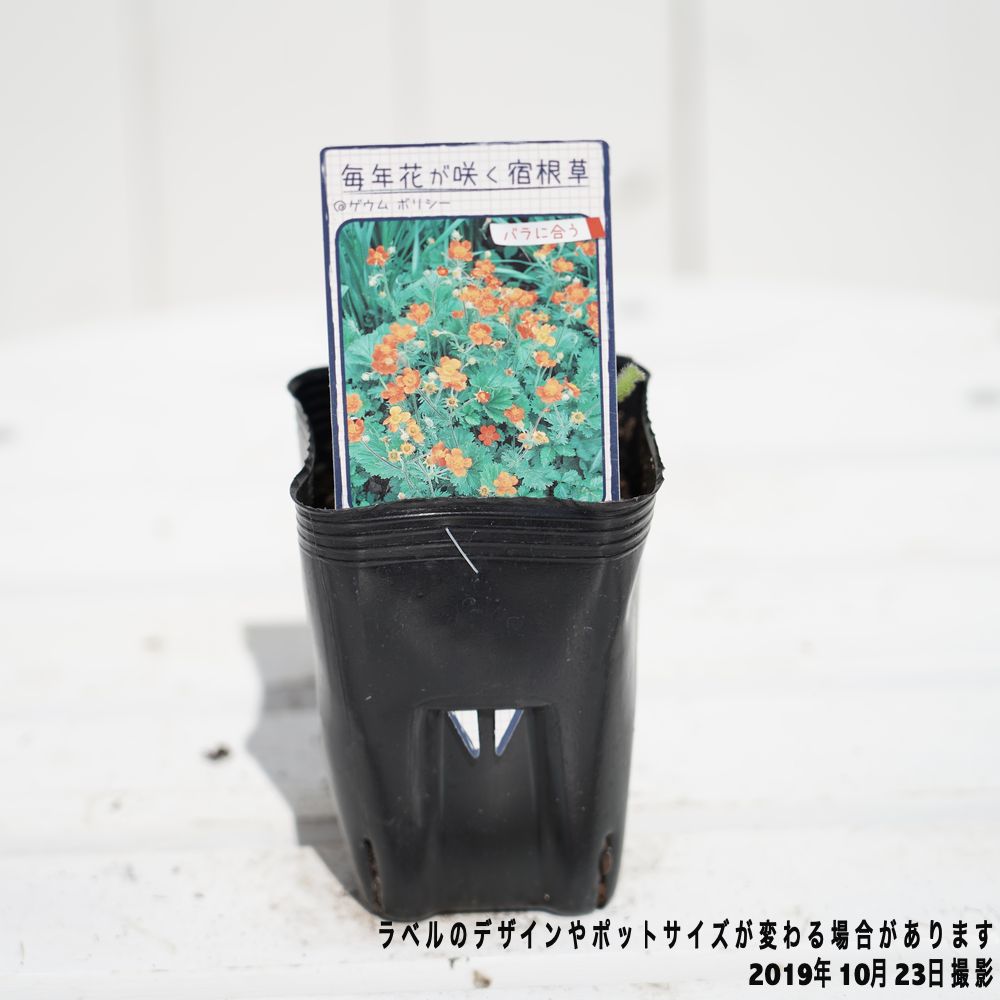 ゲウム 【ボリシー】 ポット苗