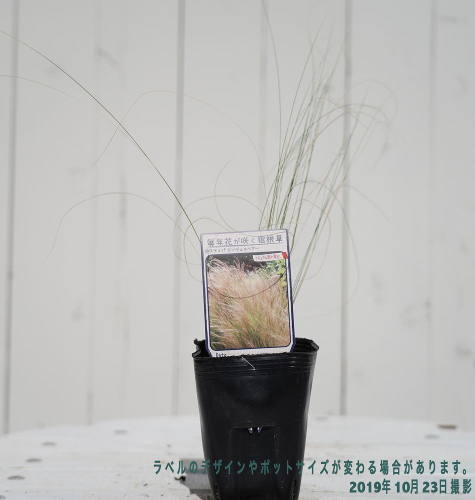 saku sakura様連絡用スティパエンジェルヘアー苗 中〜大サイズ 399円 再販】スティパ テヌイッシマ （エンジェルヘアー） 10.5cmポット入り苗