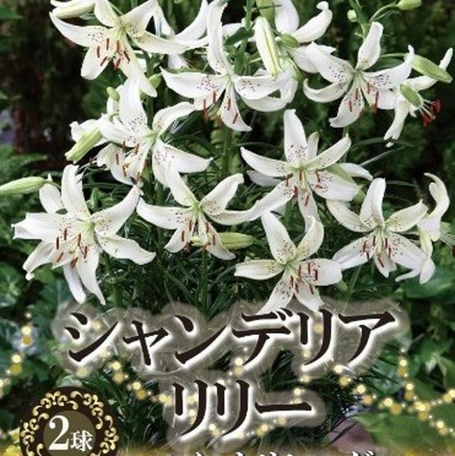 シャンデリアリリー スイートサレンダー