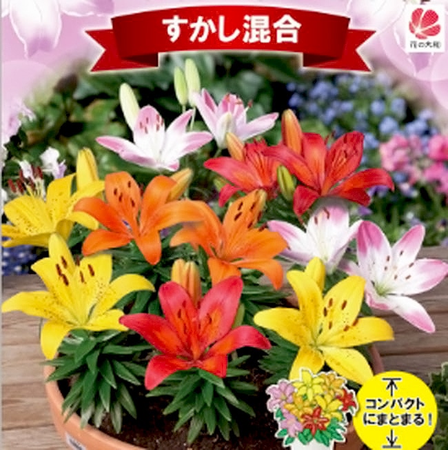 コンテナガーデンリリー すかし混合