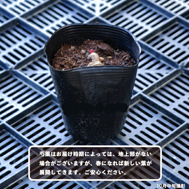 芍薬 西洋シャクヤク フェスティバマキシマ 苗 販売 苗木部 By 花