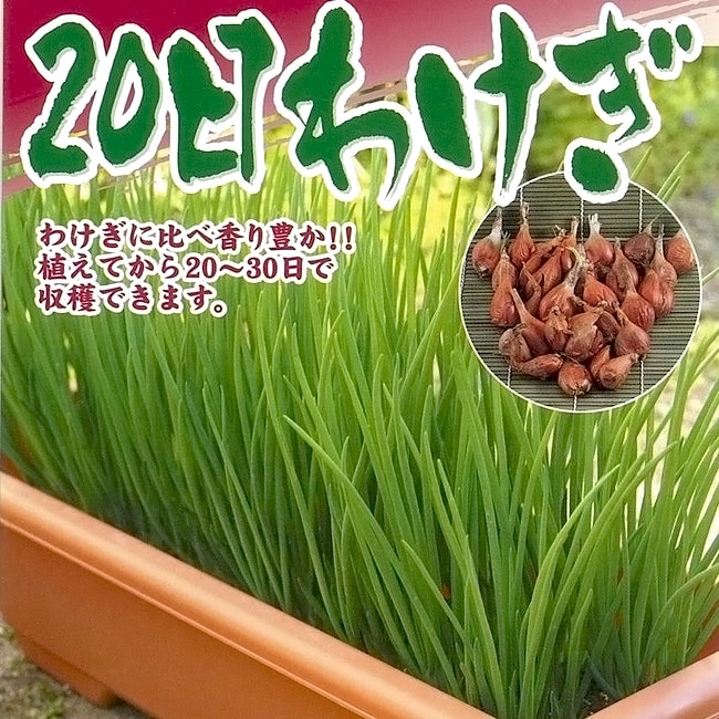   二十日分葱