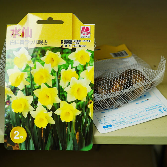 水仙 【ラッパ咲き 白/黄品種】 球根 
