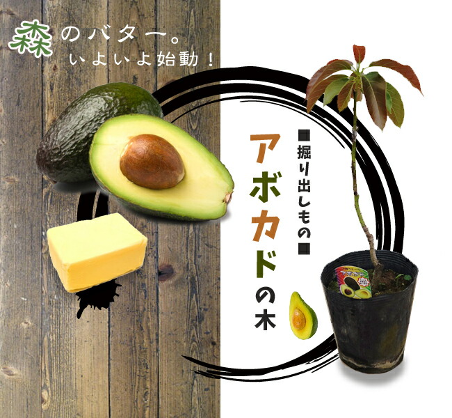 アボカド 品種不明 接木 苗 販売 苗木部 By 花ひろばオンライン