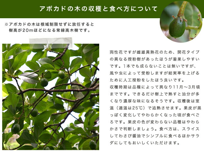 アボカド ウィンターメキシカン Aタイプ 苗 販売 苗木部 By 花ひろば