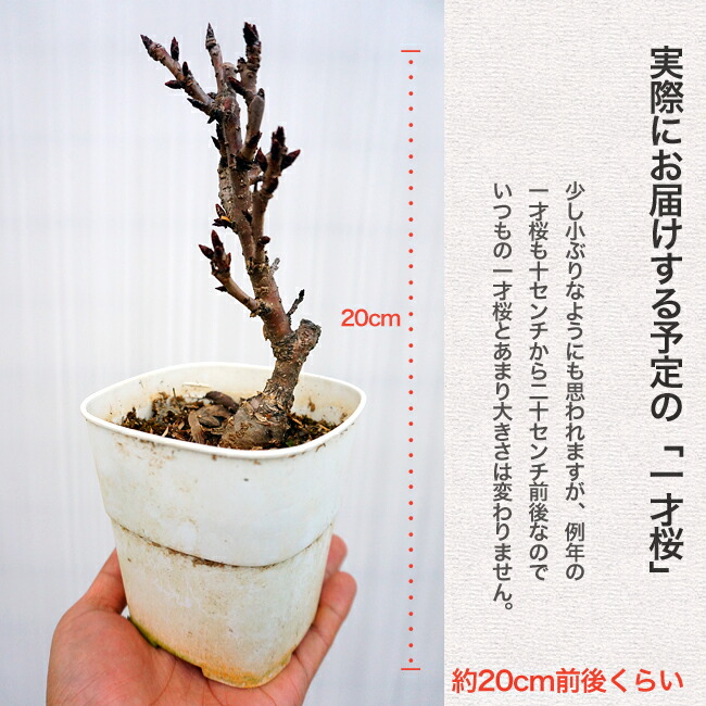 さくら 旭山桜 5