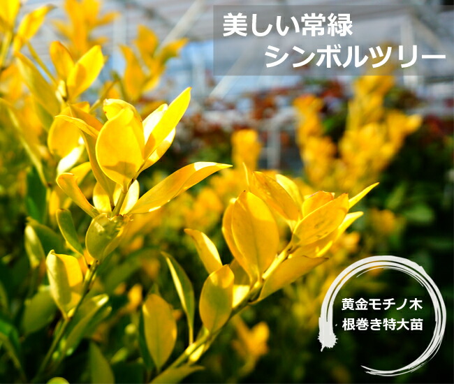 モチノキ 黄金モチノキ 