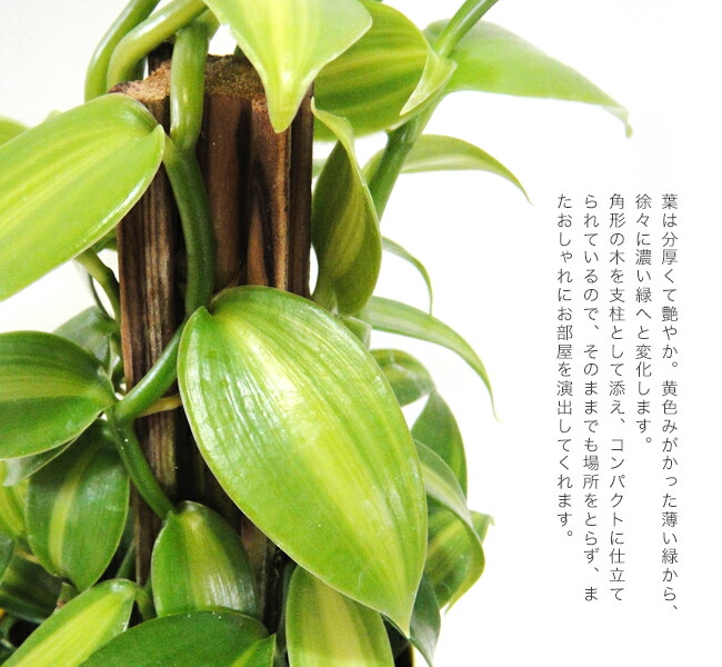 バニラの木の特徴