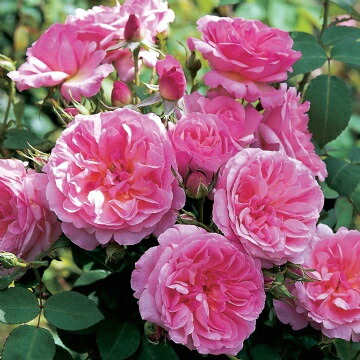   ハイド・ホール