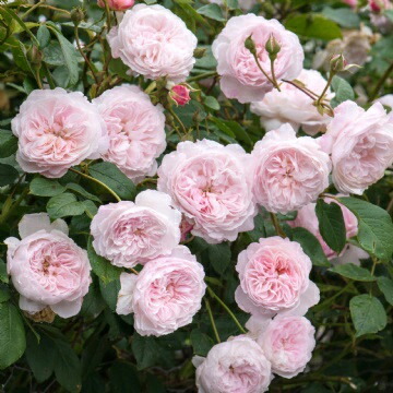 バラ ジ オルブライトン ランブラー 4