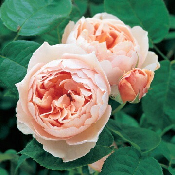 バラ ザ シェパーデス 