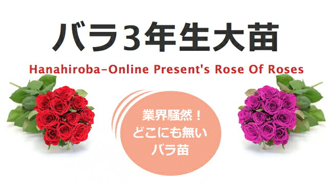 バラ パレード 5