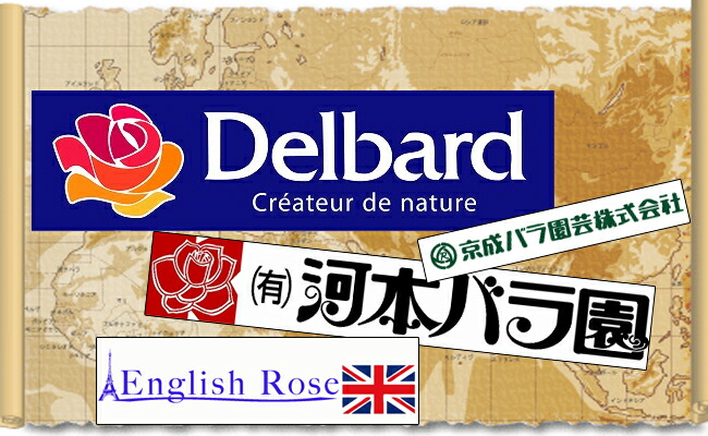 その他のブランドローズはこちらから