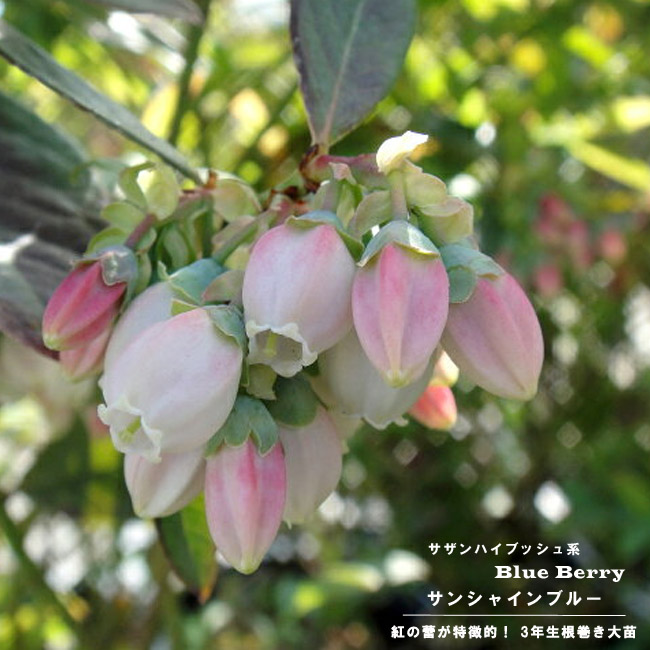 ブルーベリー サンシャインブルー 