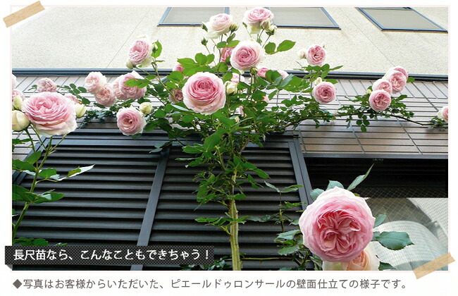 つるばら　仕立て方　壁面仕立て